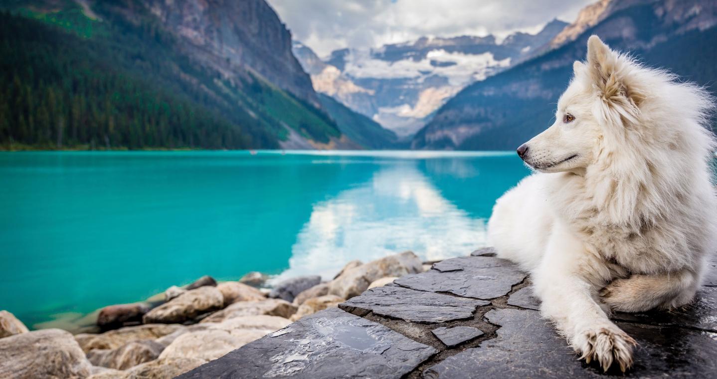A white dog sits on the shores of a vibrant blue-green Alberta lake at the foot of a mountain range