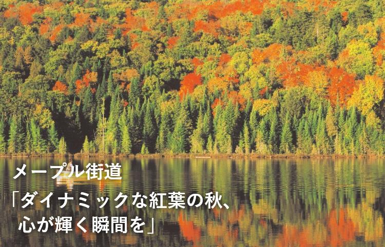 メープル街道「ダイナミックな紅葉の秋、心が輝く瞬間を」