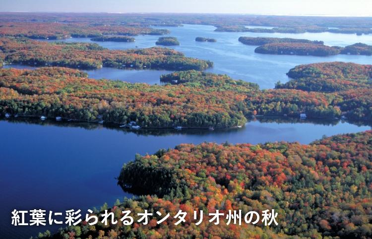 紅葉に彩られるオンタリオ州の秋