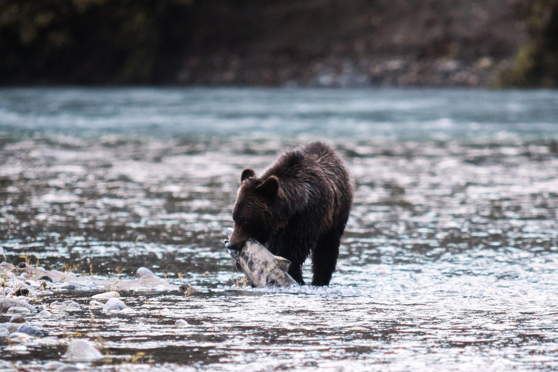 サーモンと「命のサイクル」に出会う旅 | Destination Canada