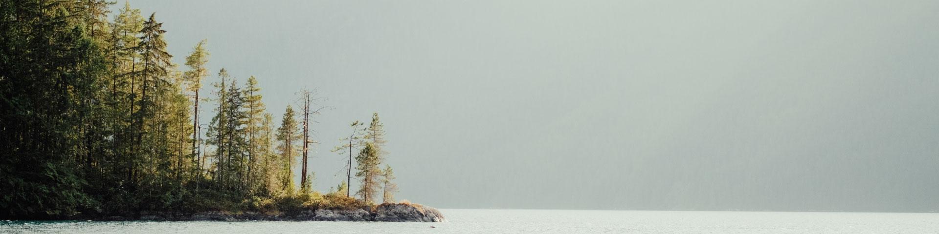Island of trees on a lake