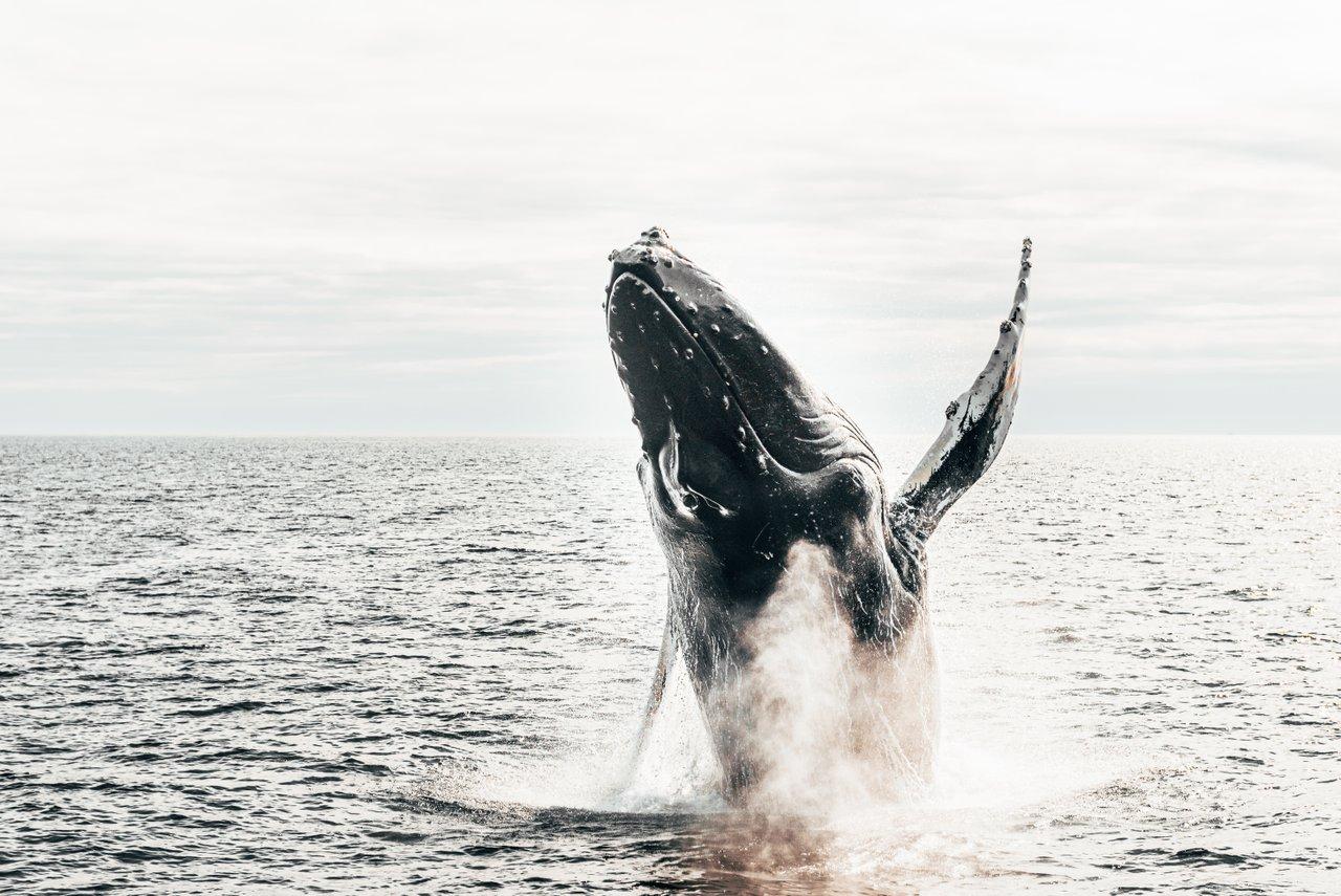 Humpback Whale breaching 