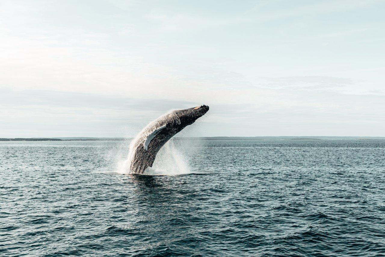 Humpback Whale breaching 