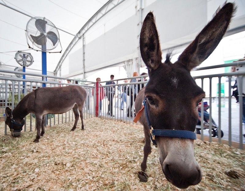 Two miniature donkeys in a pen with people walking by