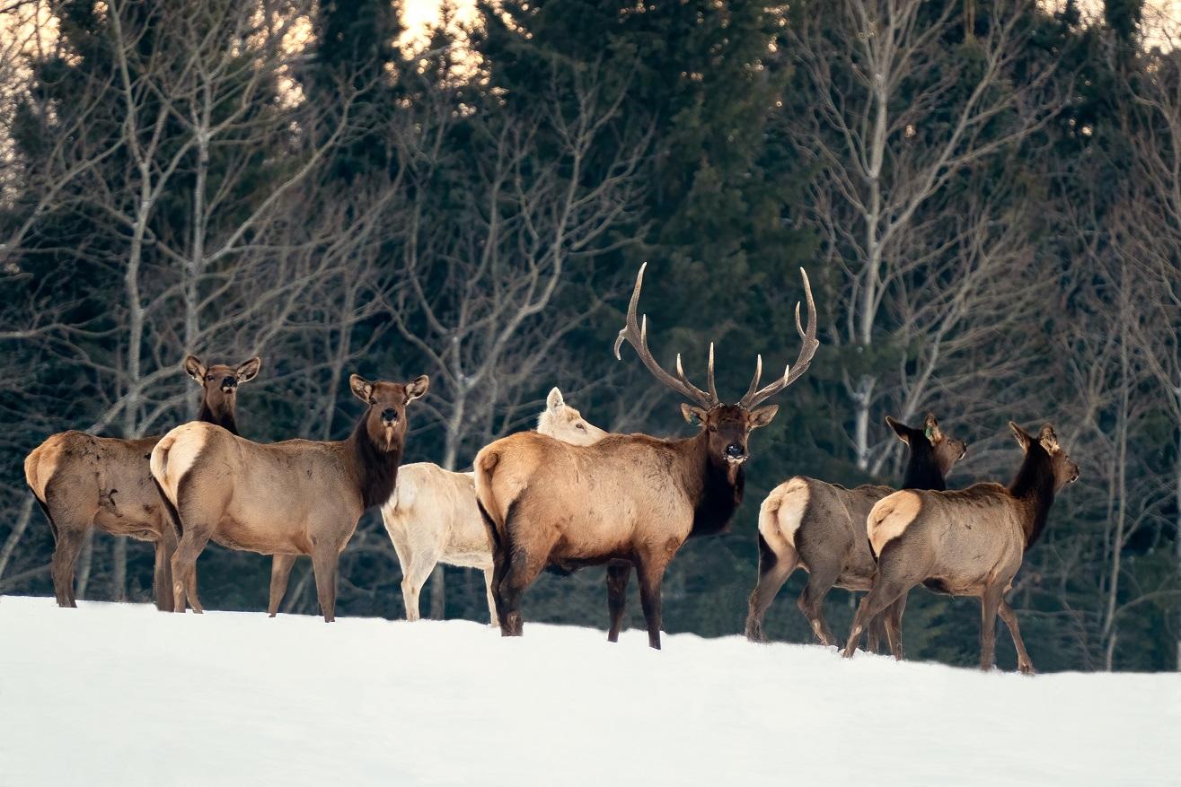 travel alberta