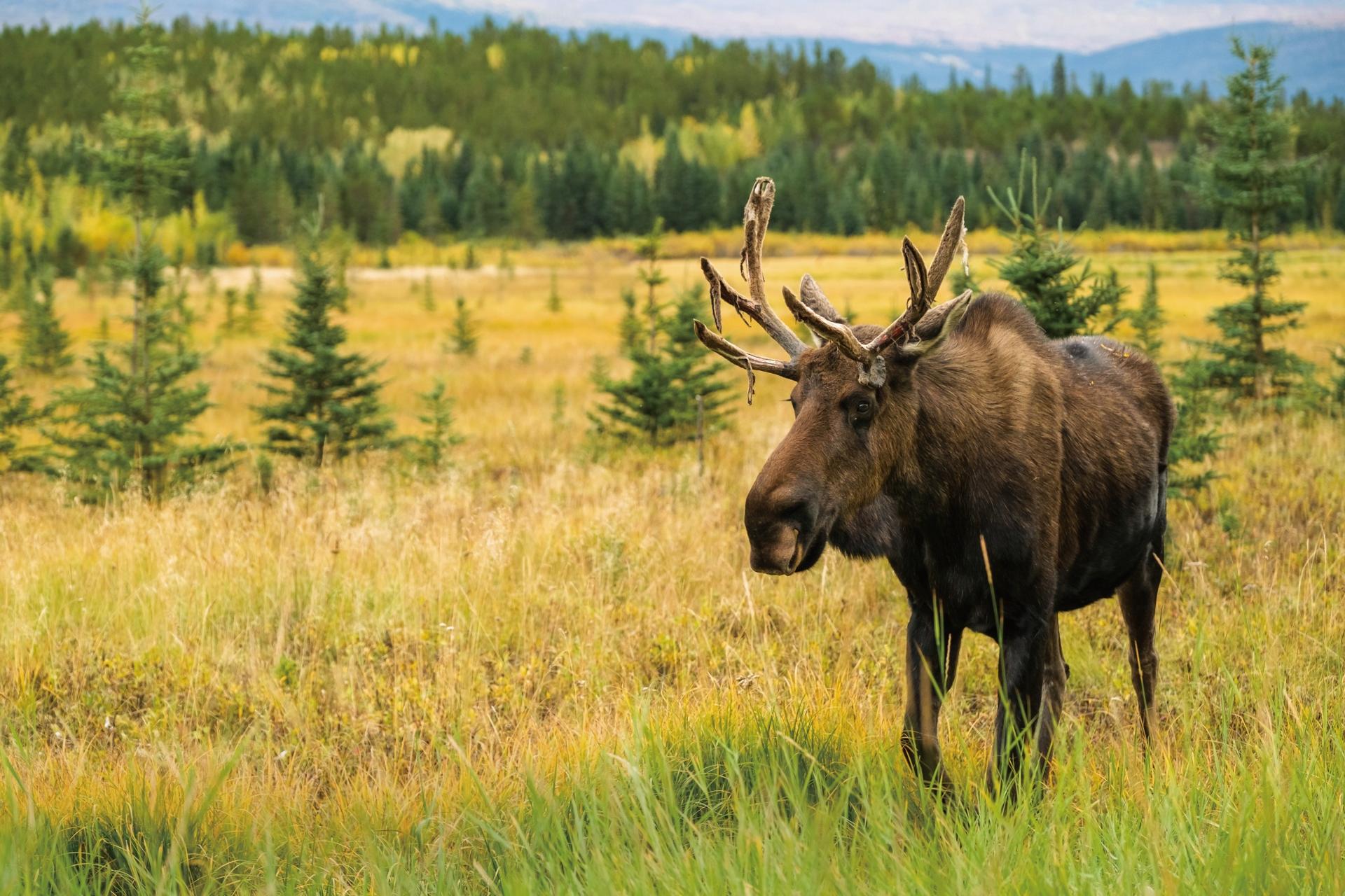 yukon