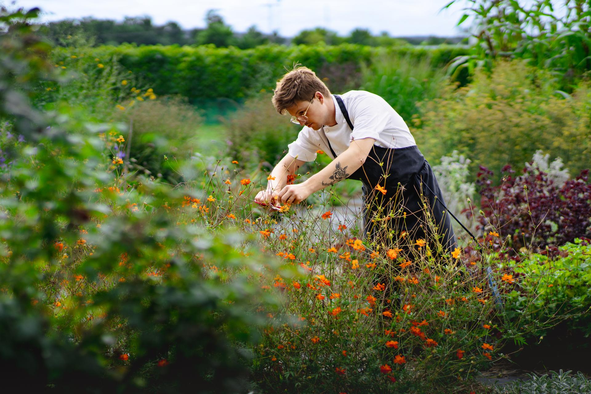 A person wearing a chef's apron snipping flowers from a plant in a garden.