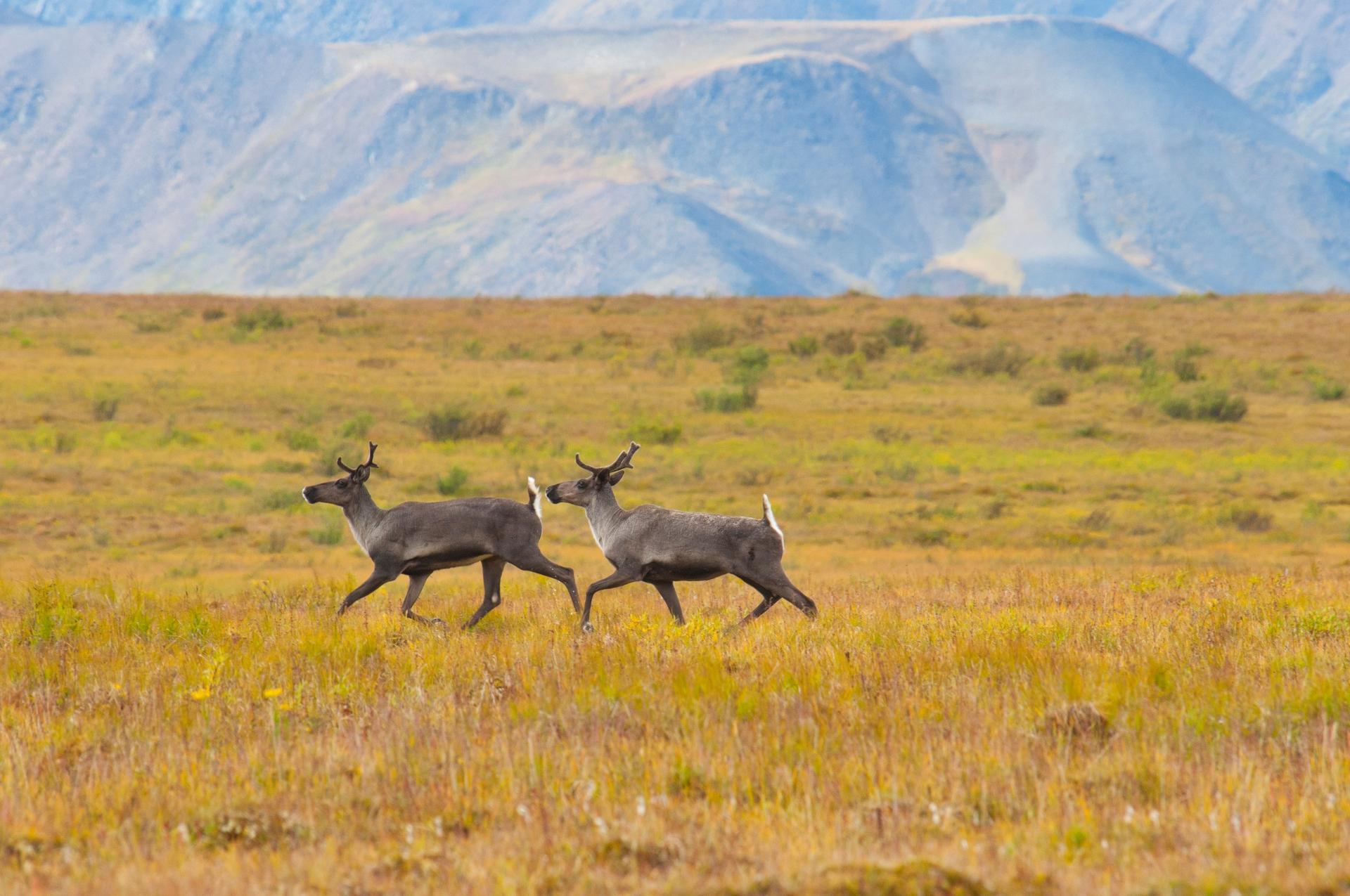 nahanni