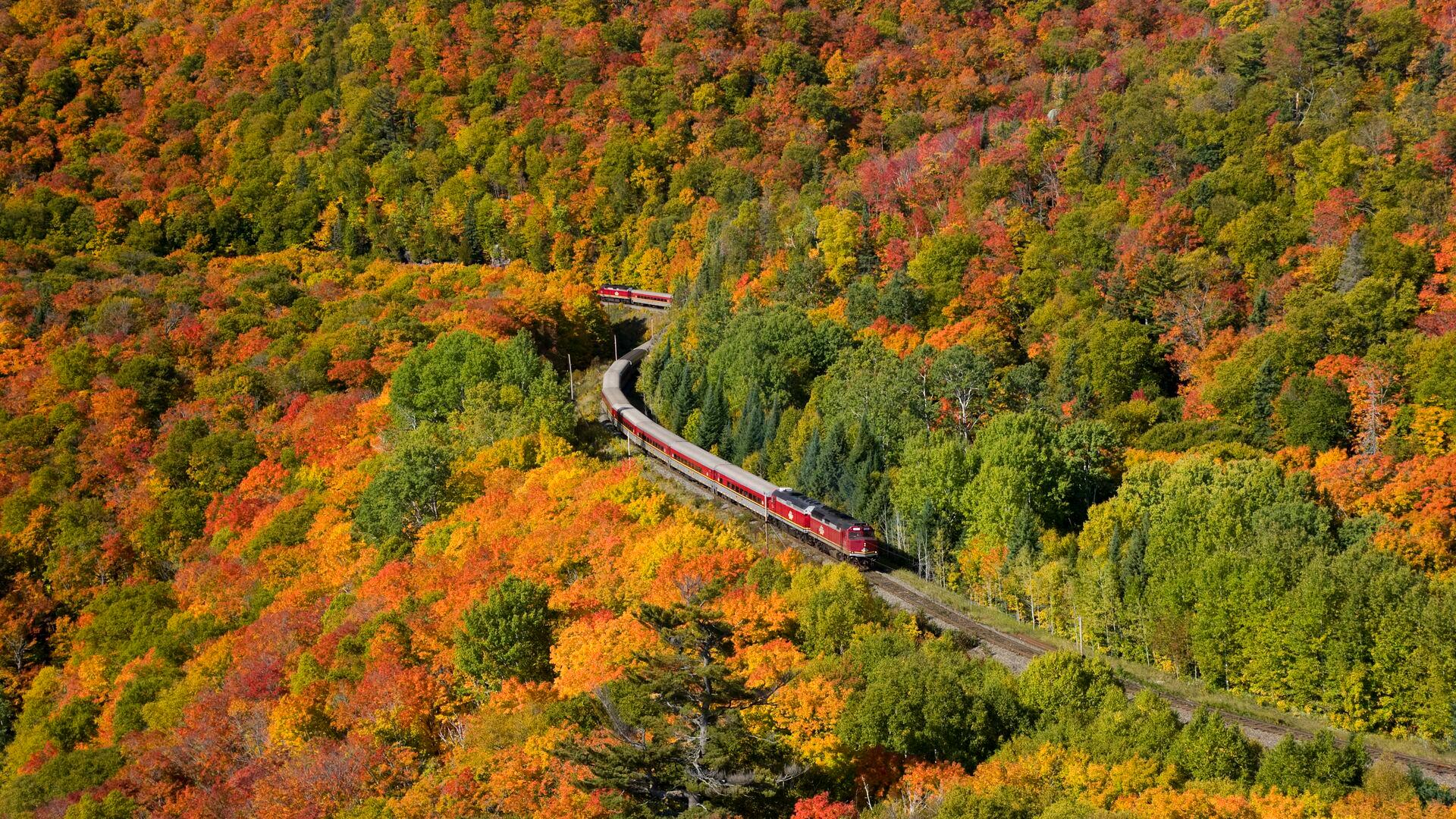 Red train winds through a forest of vibrant autumn foliage