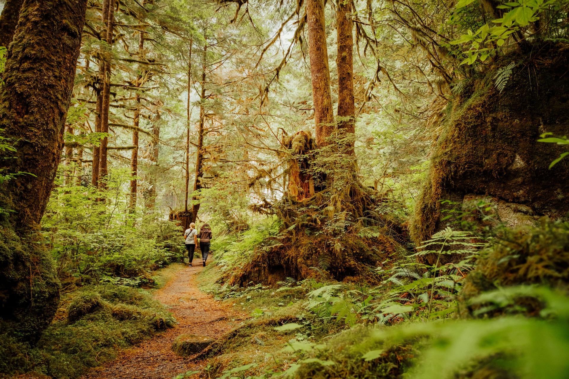 Forest in BC