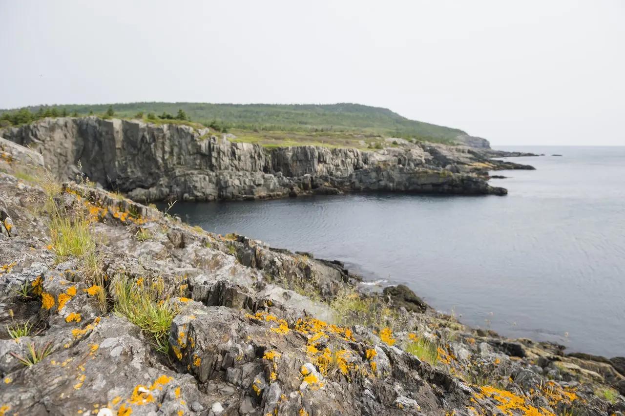 Wild rocky coastline with yellow flowers, Newfoundland and Labrador, Canada.