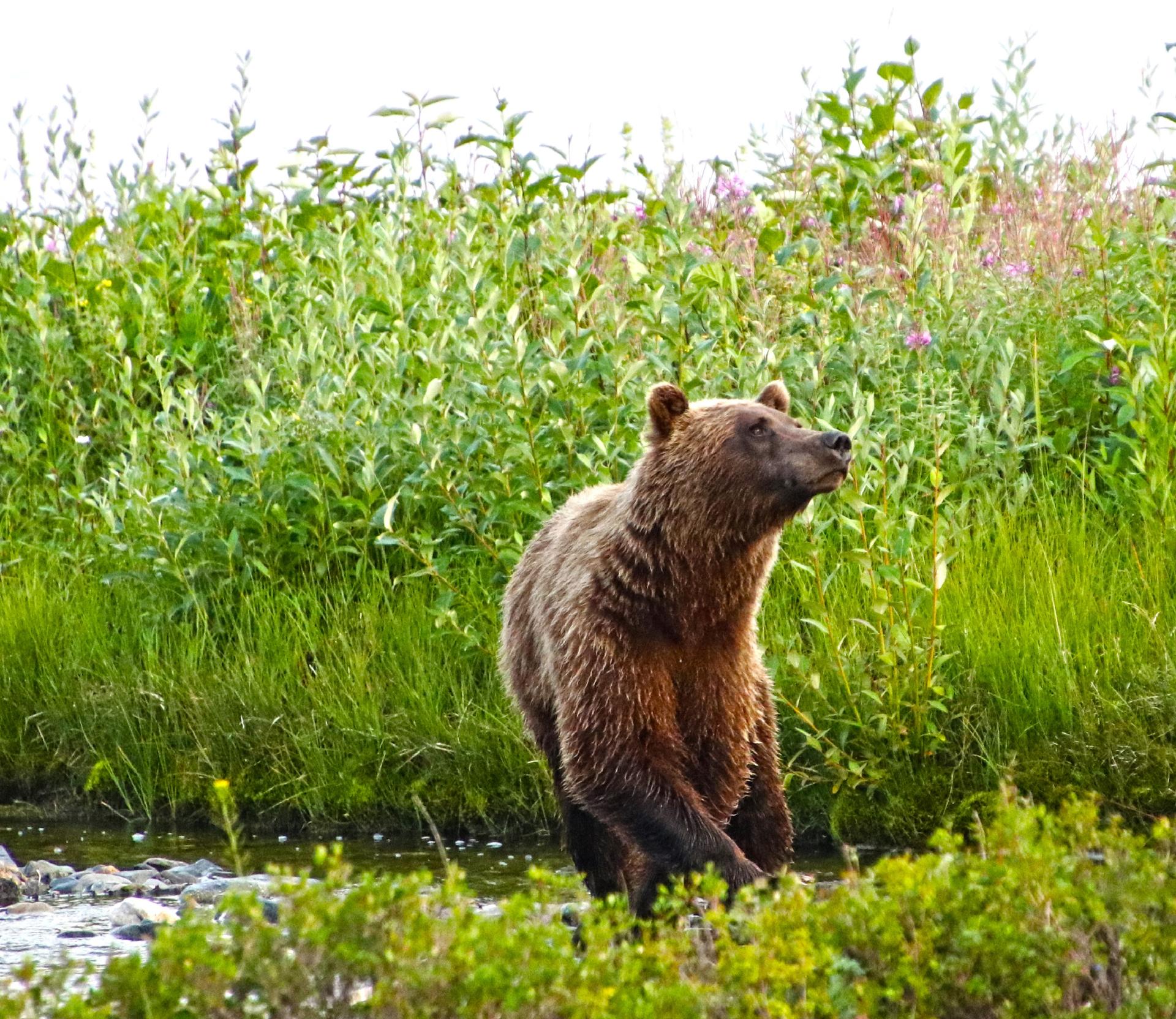Grizzly bear foraging near the lakeshore at Tincup Wilderness Lodge in Yukon