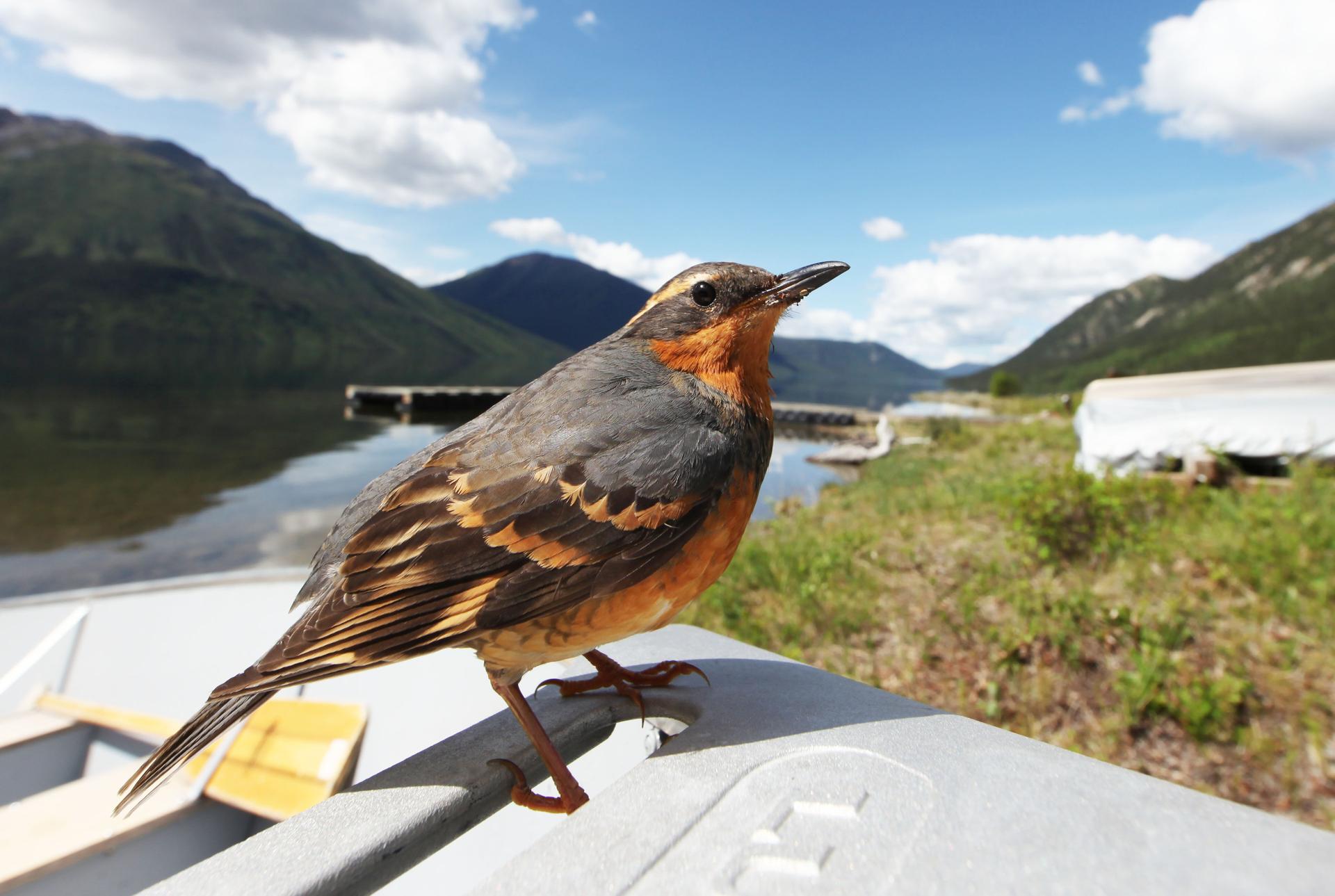 Wildlife viewing at Tincup Lodge including over 140 species of birds in Yukon wilderness