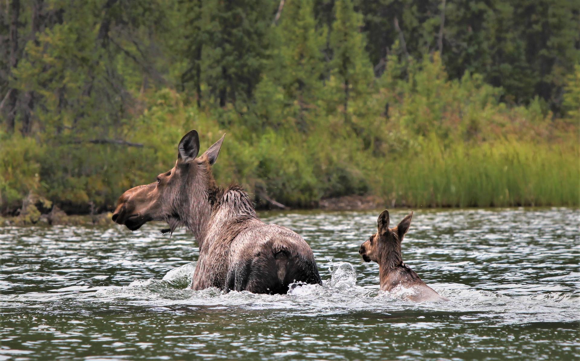 Wildlife viewing at Tincup Lodge including moose and calves in Yukon wilderness