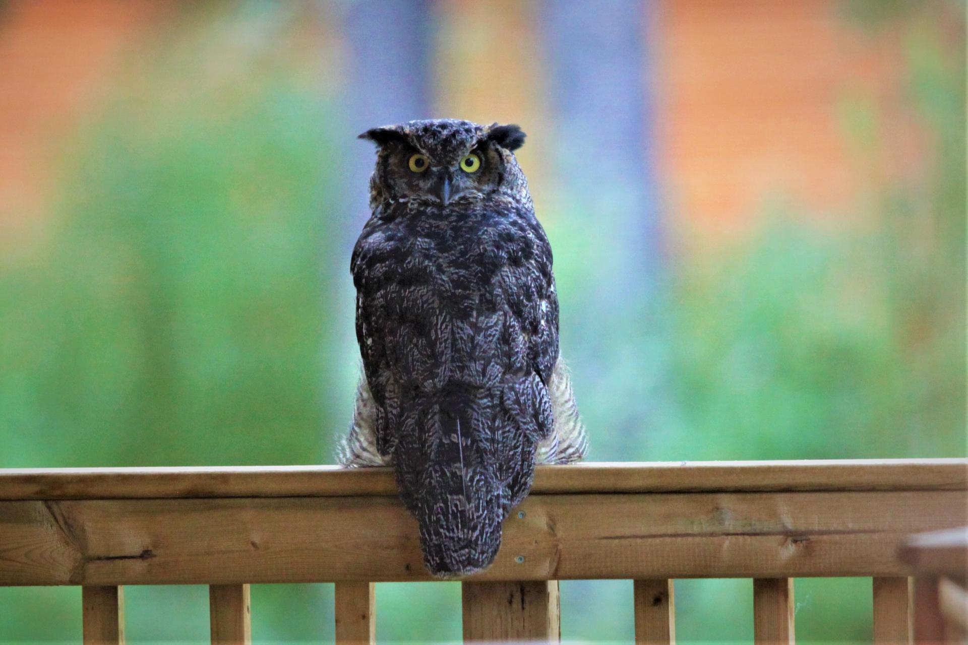 Owl sitting on porch railing at Tincup Wilderness Lodge in Yukon