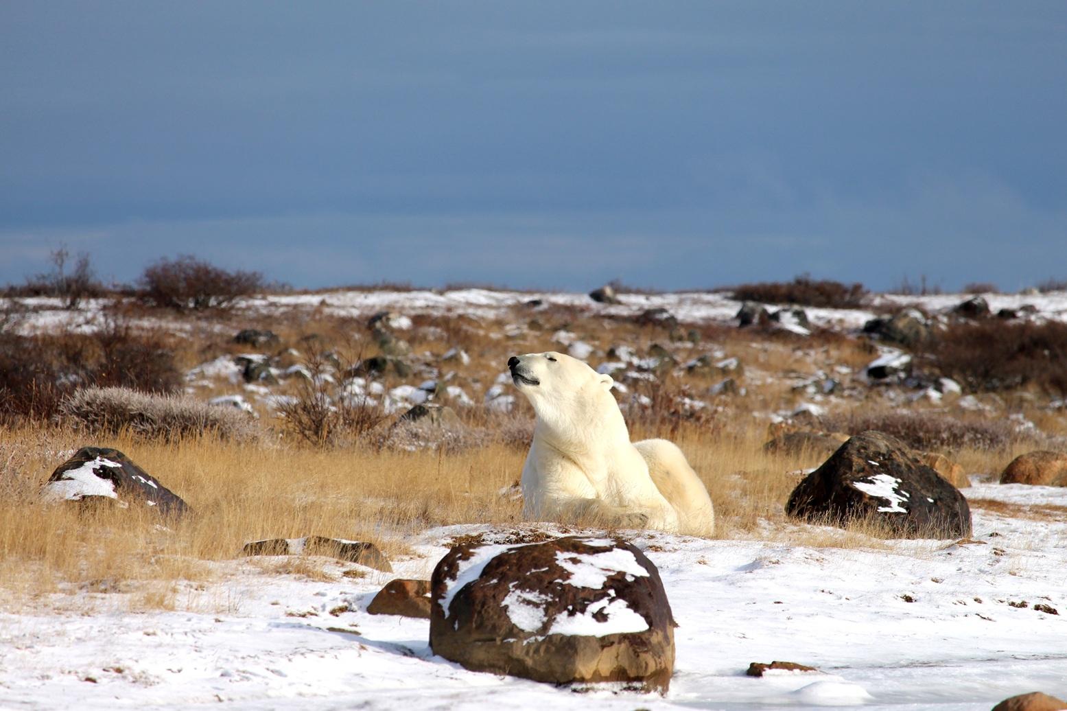 Polar bear resting among rocks and snow on the tundra