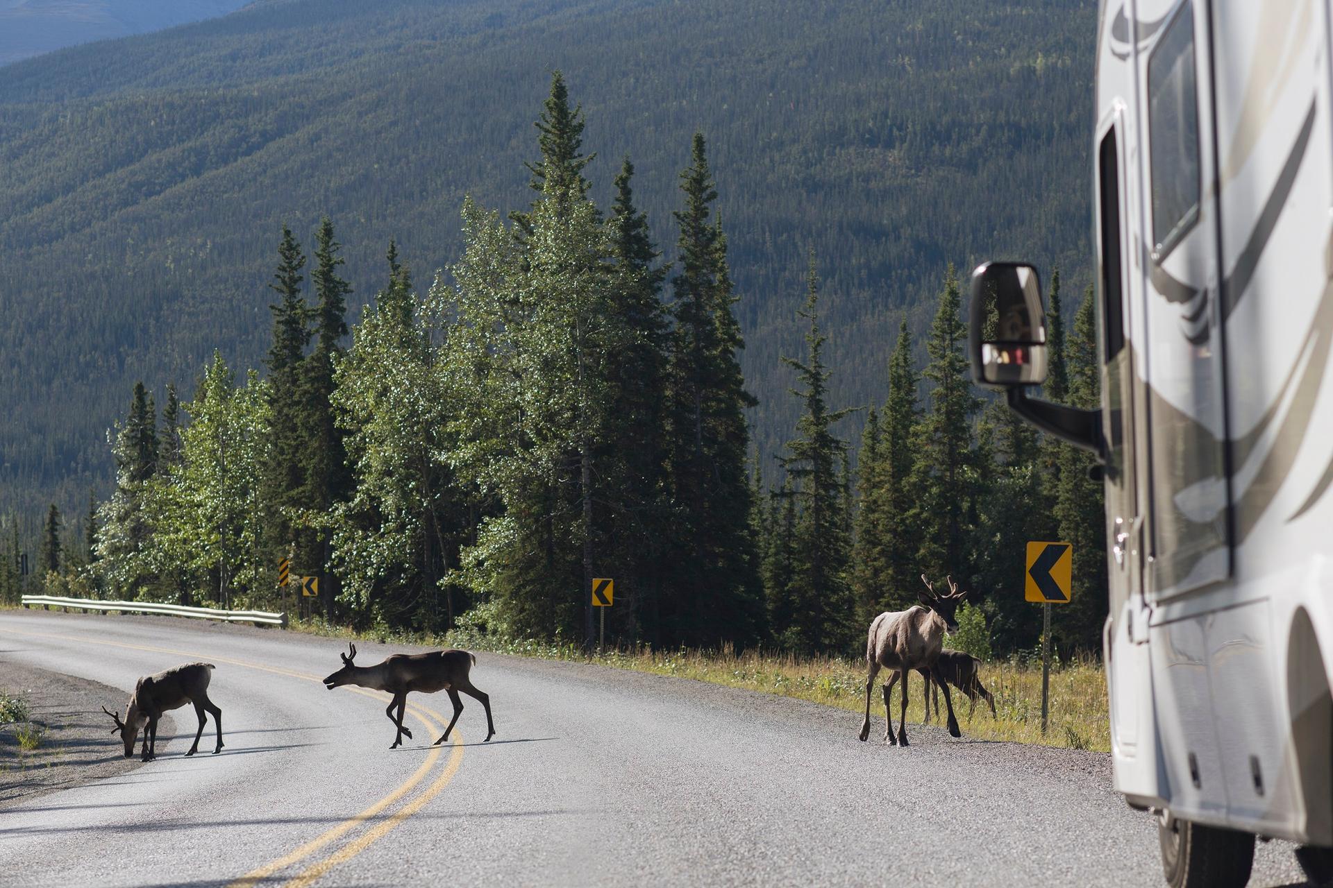 Alaska Highway – Caption/Credit: “Destination BC/Albert Normandin