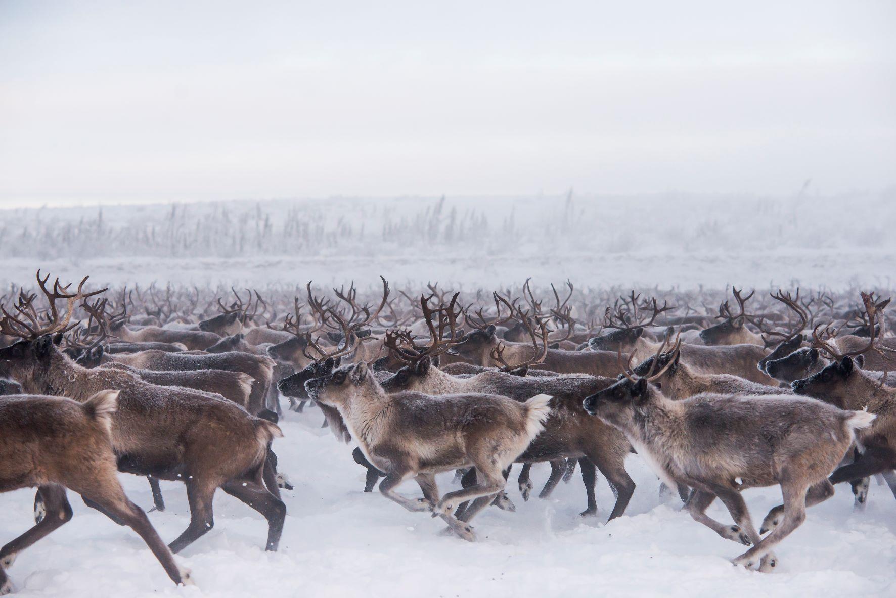 Reindeer, Northwest Territories