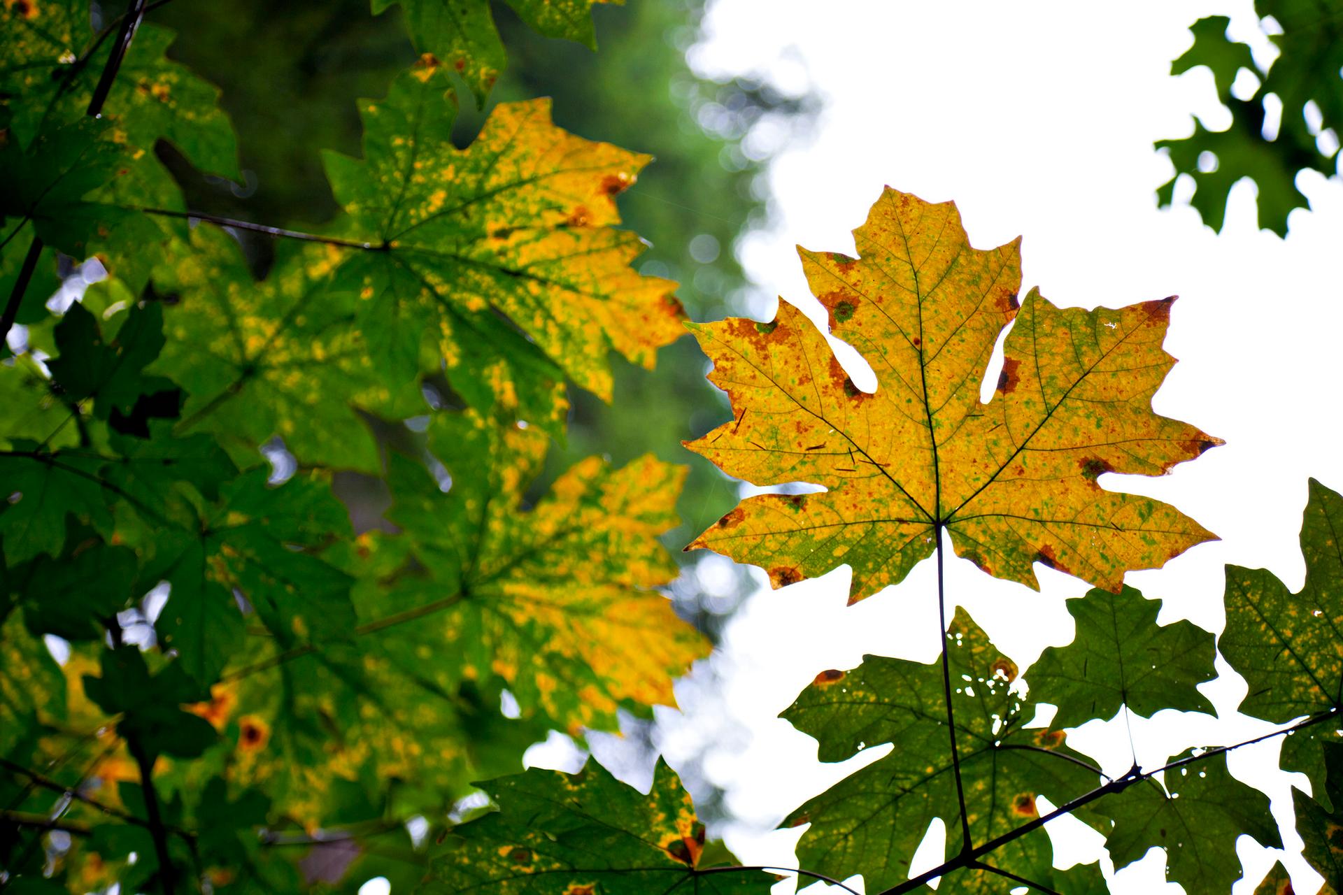 Les couleurs de l’automne en Colombie-Britannique