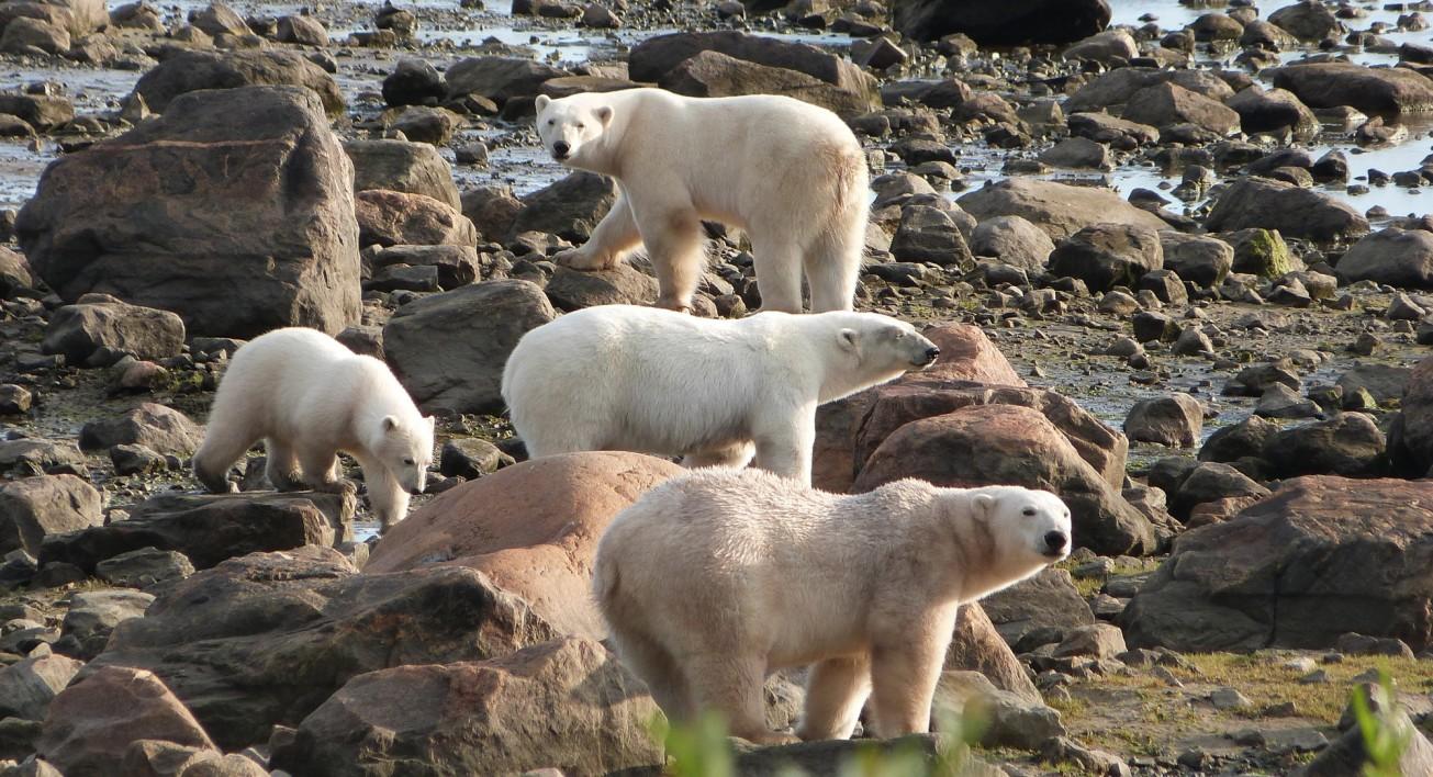 Churchill (Manitoba): Die Eisbären warten am Südrand der Hudson Bay darauf, dass die Bay zufriert und sie wieder auf Seehundjagd gehen können.