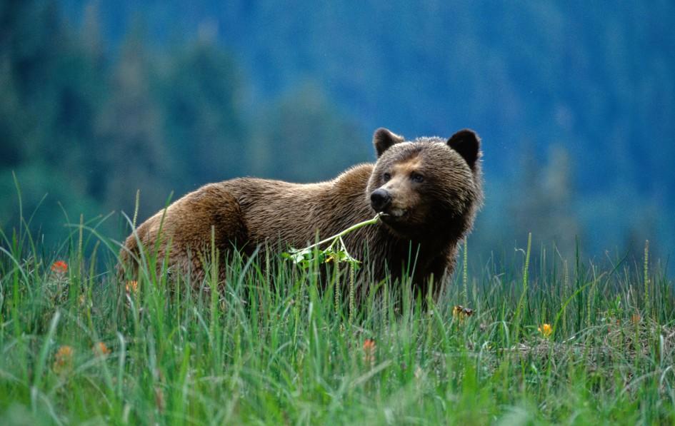 Rasenmäher: Die Wartezeit bis zur Ankunft der Lachse verbringen die Grizzlybären des Great Bear Rainforest mit dem Verzehr von Riedgras.