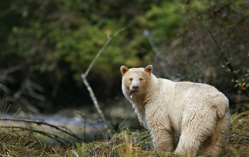 Kermodebär im Great Bear Rainforest: Der weiße Schwarzbär wird von den First Nations auch "Spirit Bear" (dt. Geisterbär) genannt.