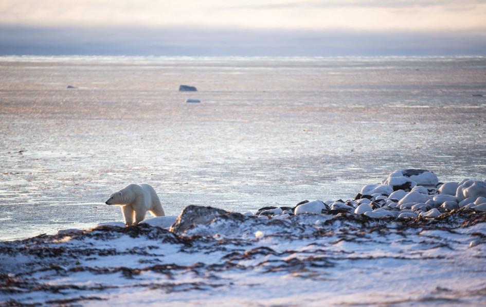 Weiß, groß und schön: Eisbär am Rand der Hudson Bay, Manitoba.