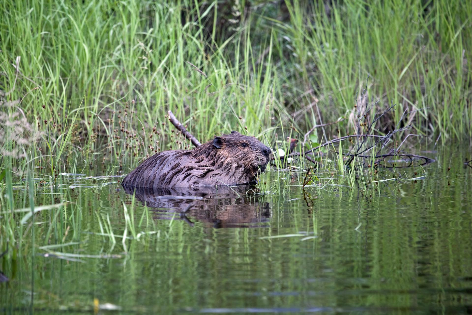The largest beaver dam in the world is in Wood Buffalo National Park