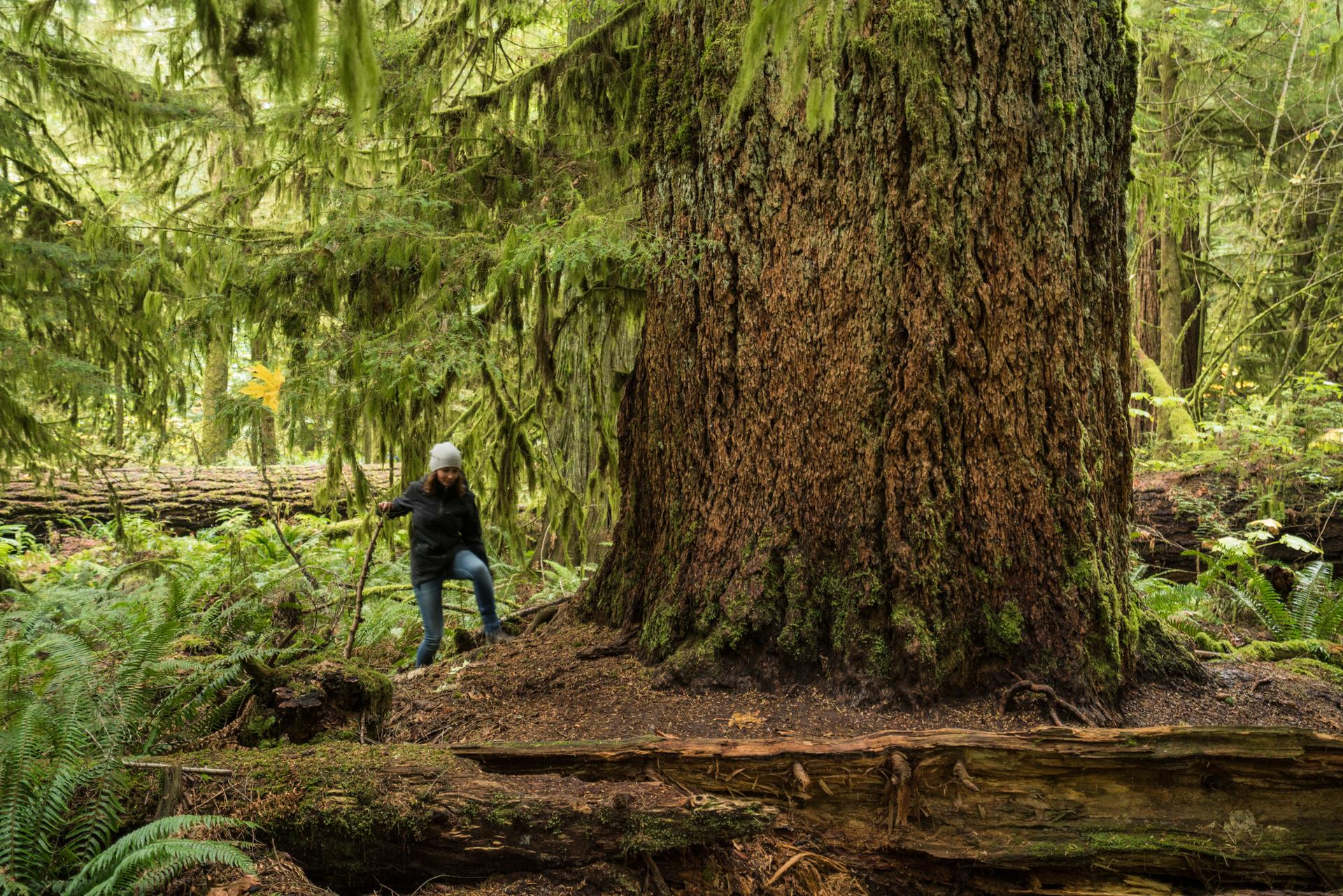 Cathedral Grove, British Columbia