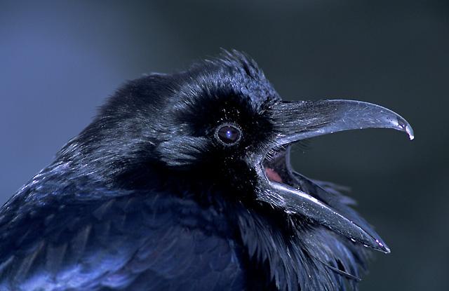 Common Raven, Northwest Territories