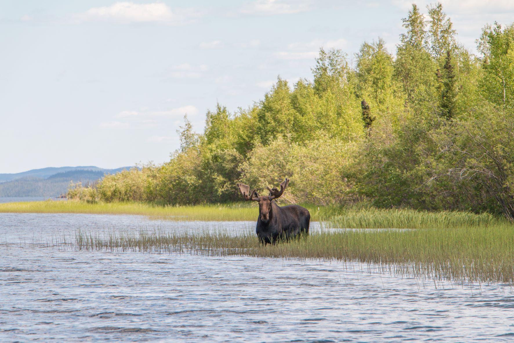 Moose, Northwest Territories