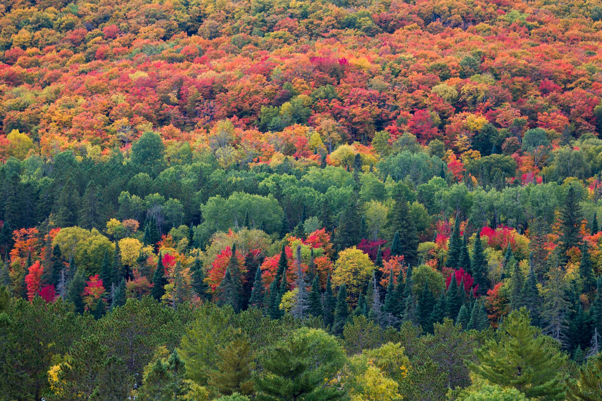 Best spots for colourful fall leaves in Canada