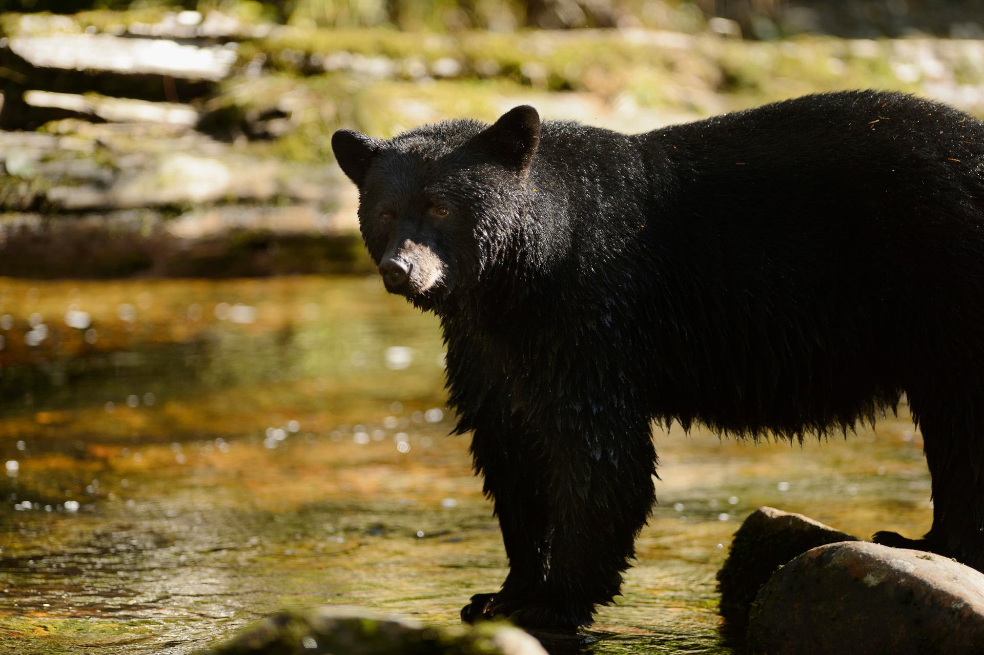 The Great Bear Rainforest