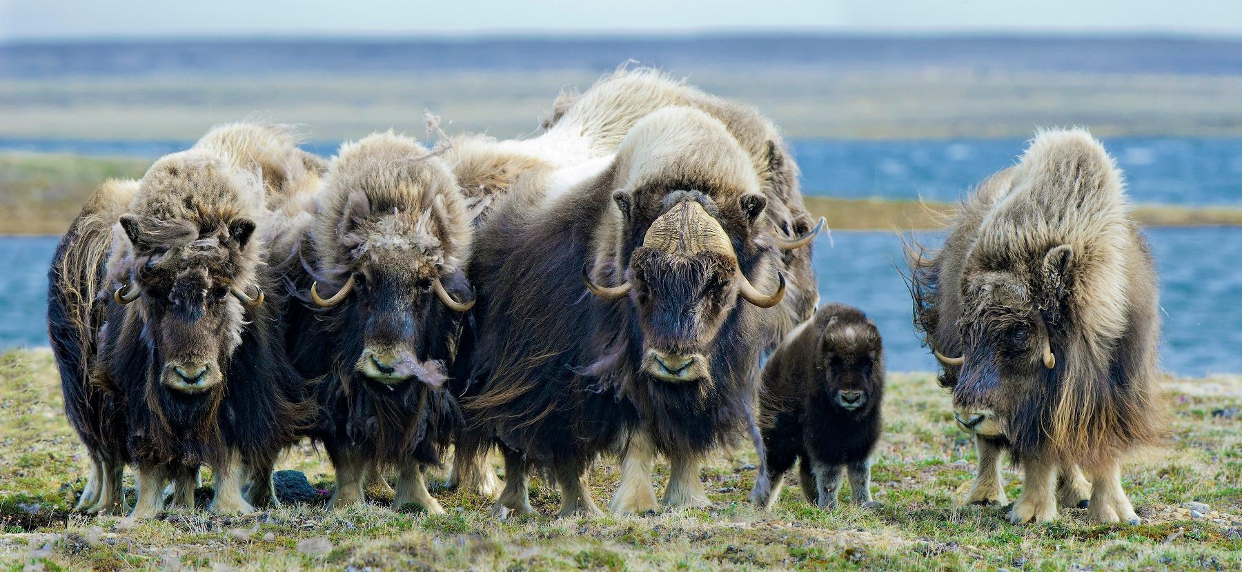 Muskoxen herd, Northwest Territories