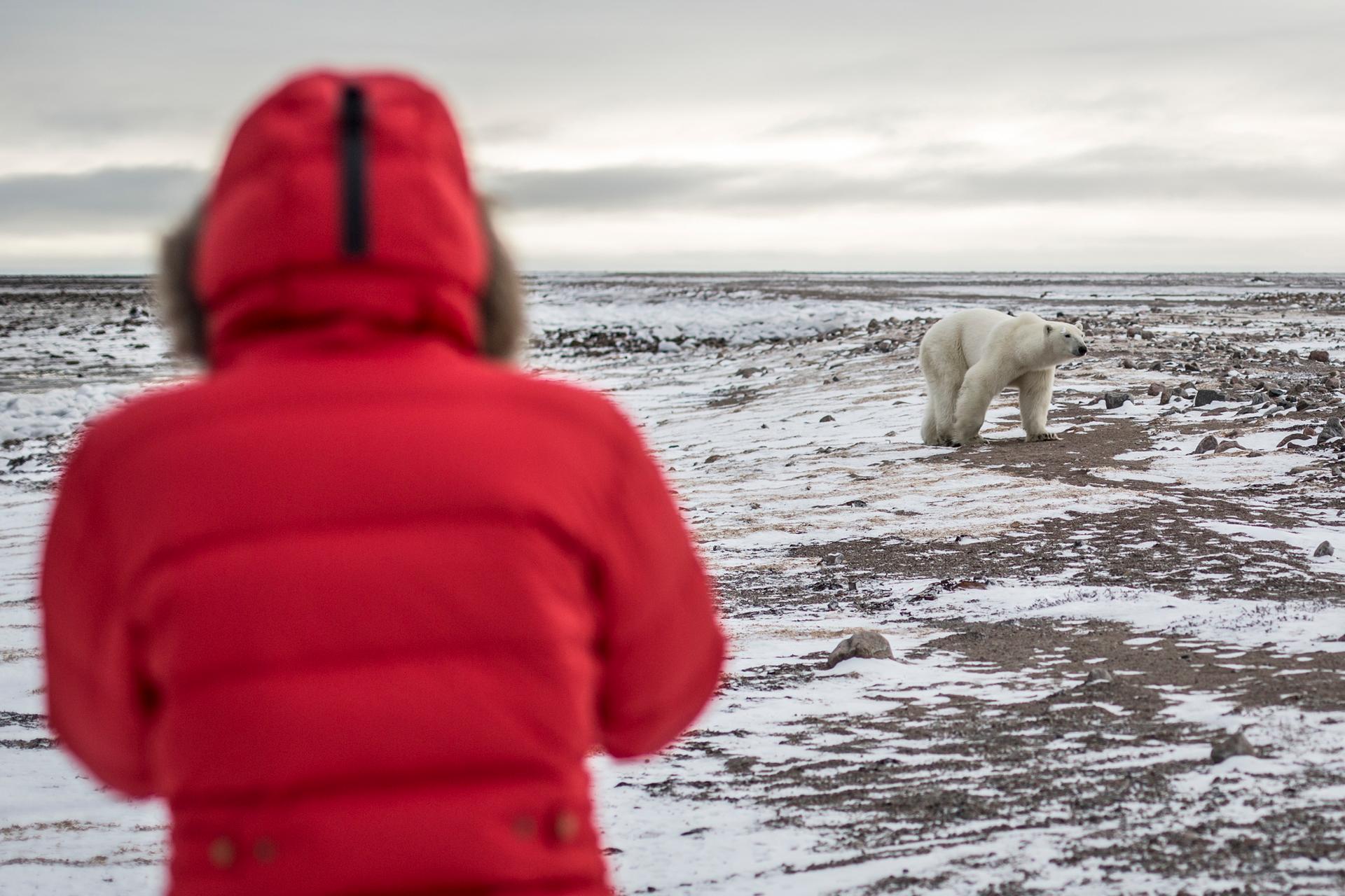 Les images d'un ours polaire squelettique au Nunavut bouleversent les  internautes