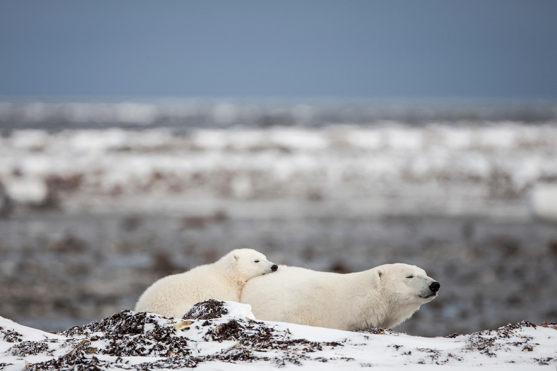 Les images d'un ours polaire squelettique au Nunavut bouleversent les  internautes