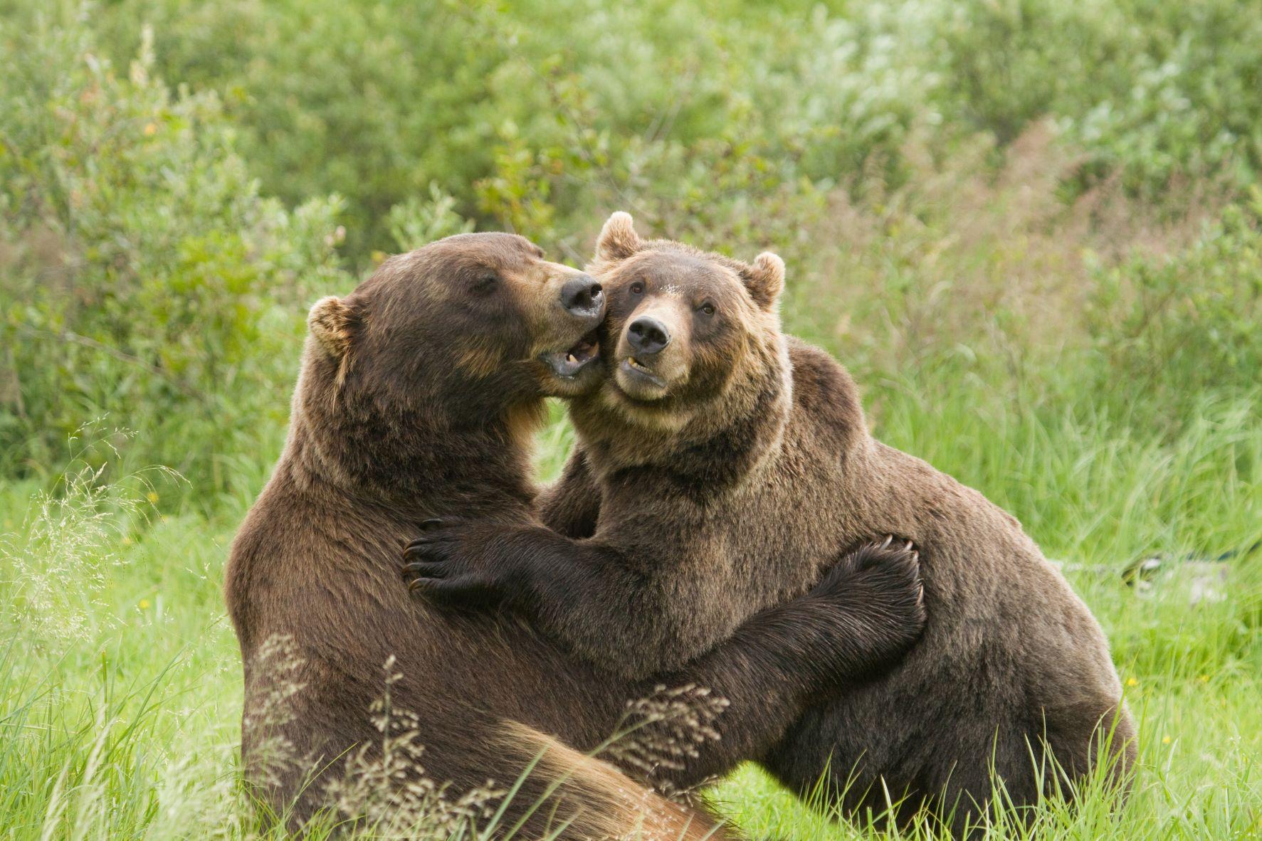 Grizzlybären