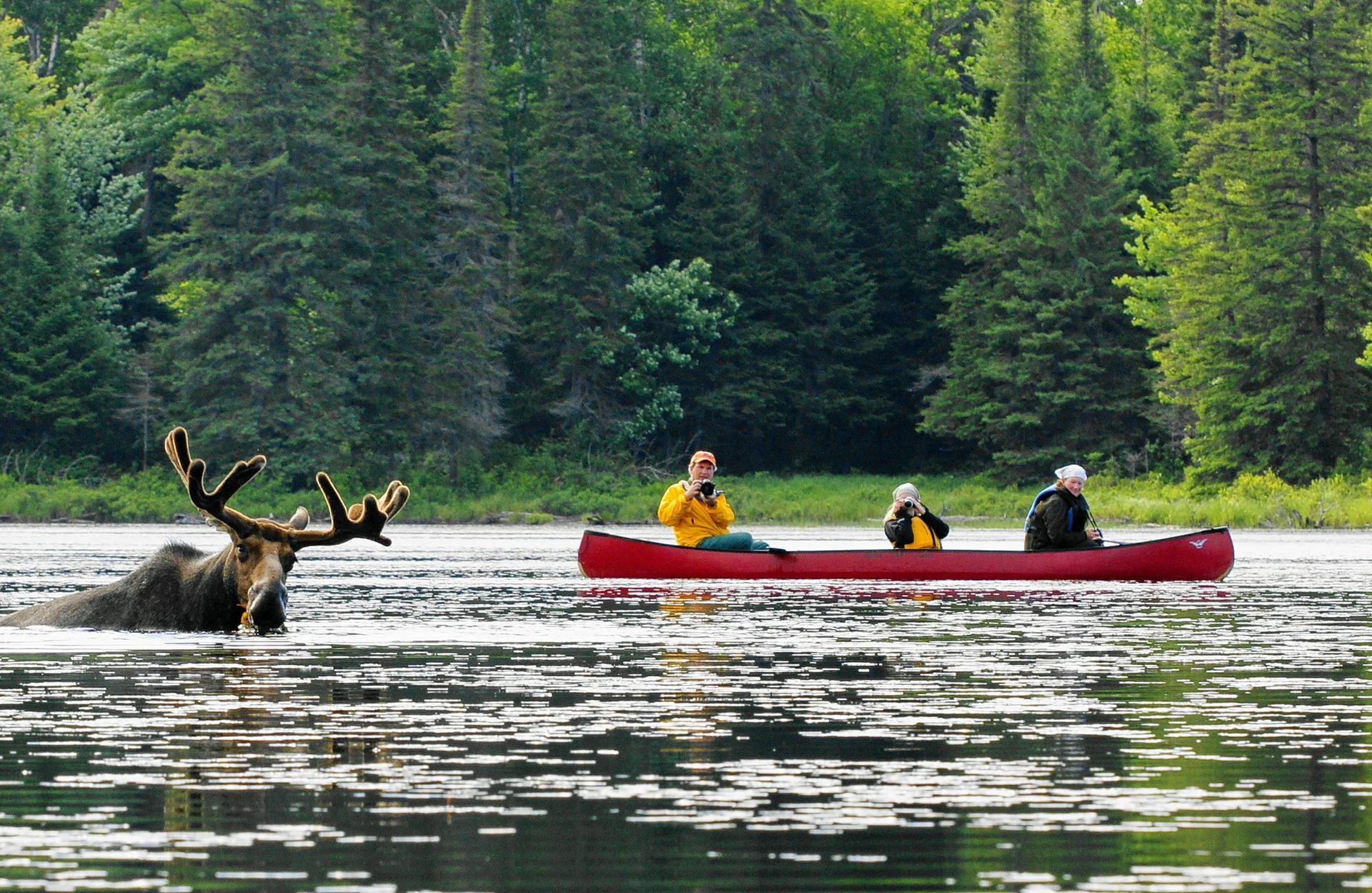 Algonquin Park paddling