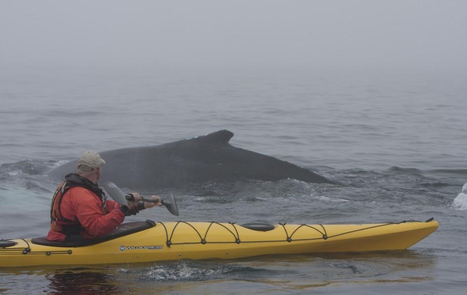 Seakayaking: Begegnungen der unvergesslichen Art.