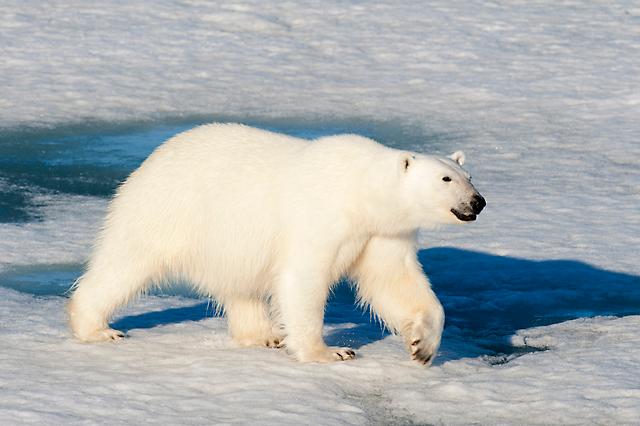 Polar Bear, Northwest Territories