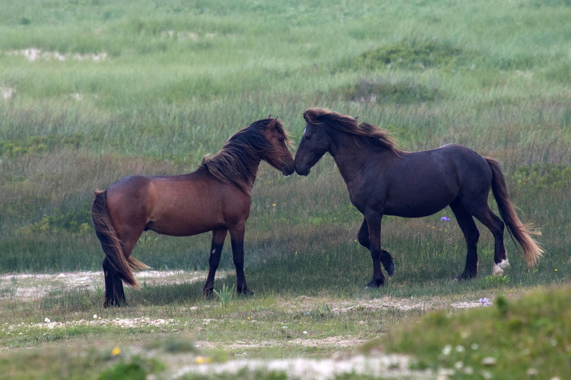 Sable Island