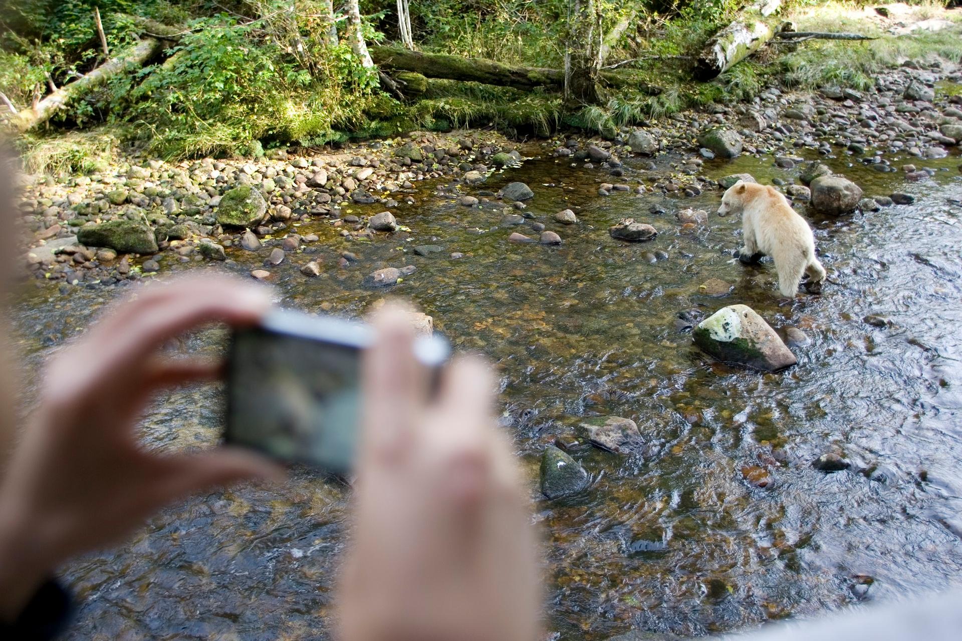 Spirit Bear