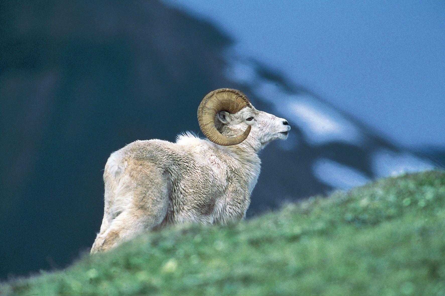 Dall's Sheep, Northwest Territories