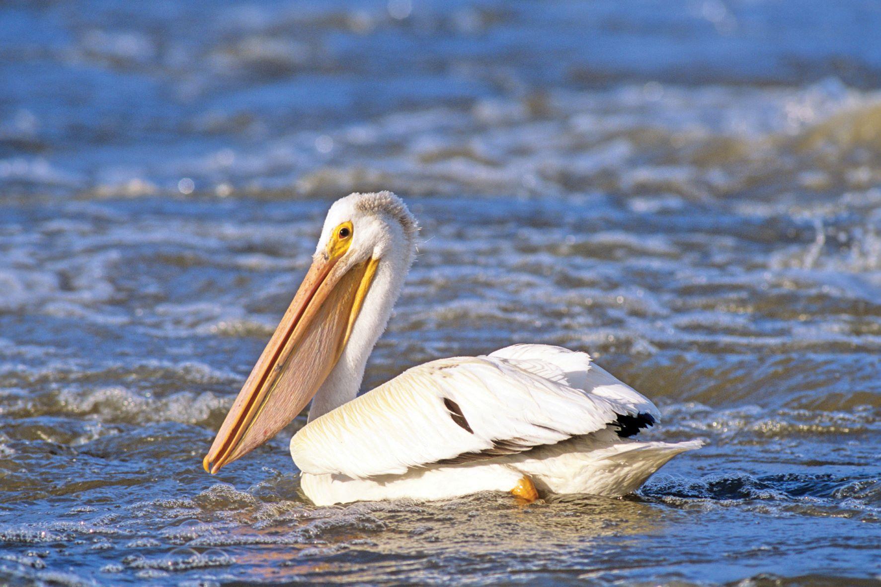 White Pelican, Northwest Territories
