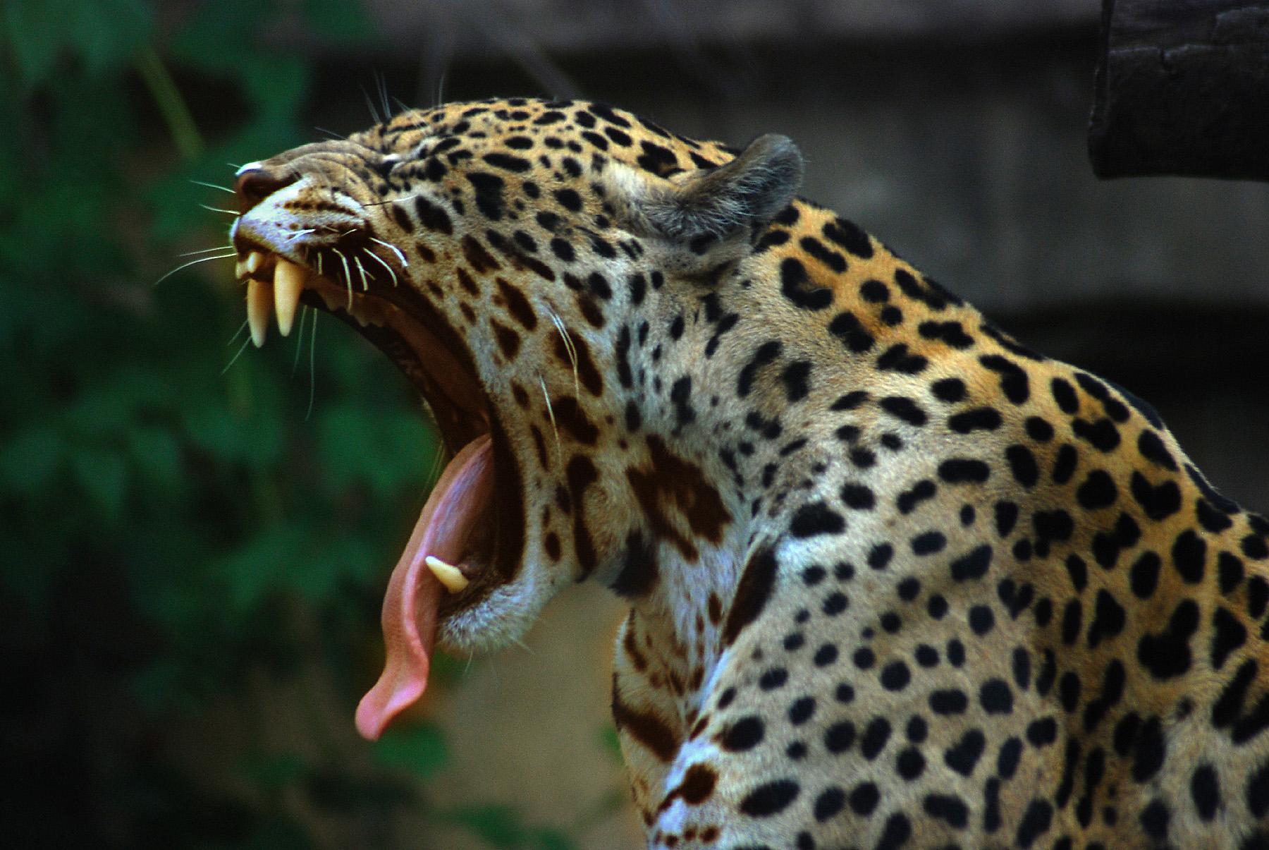 Zoológico de Toronto - Crédito: MarcusObal under CC BY-SA 3.0