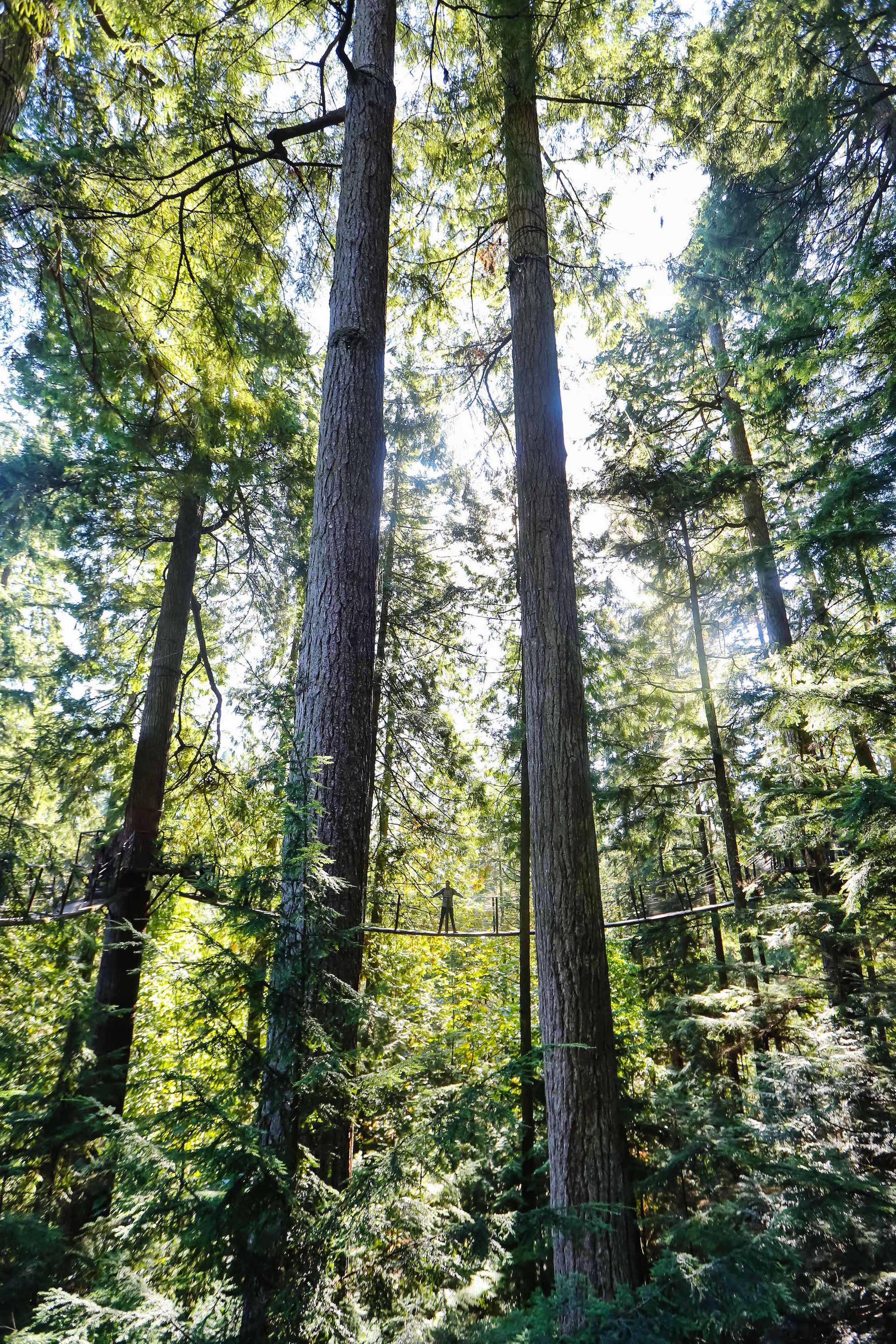 Le parc du pont suspendu de Capilano