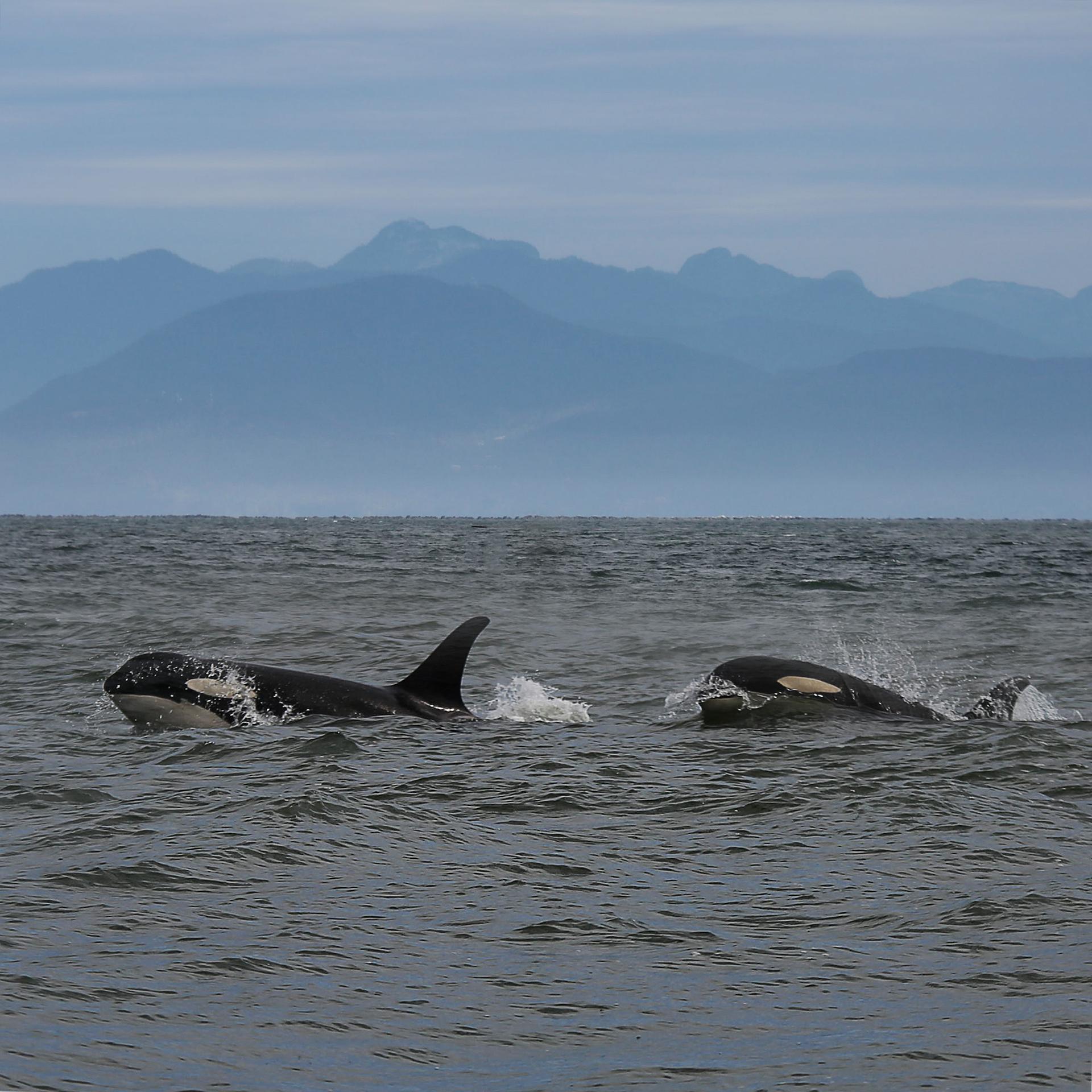 L’observation des orques à Vancouver 