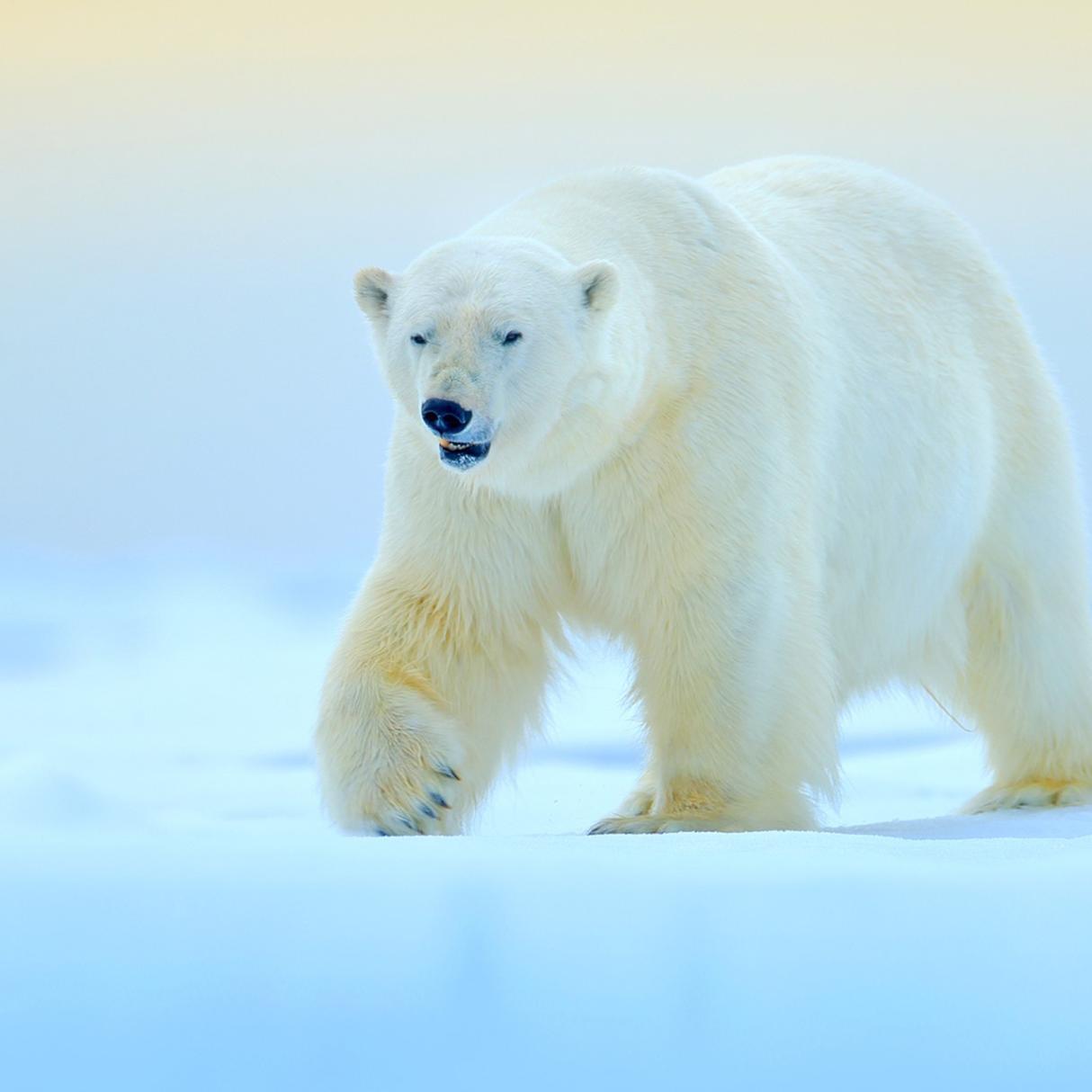 A white polar bear walks along a blue snow covered arctic tundra.