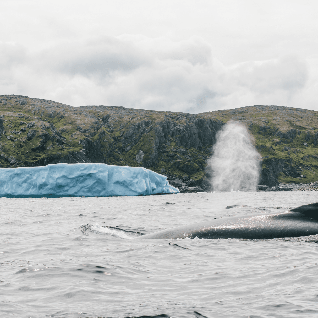 Whale watching, Quirpon Island, Newfoundland and Labrador