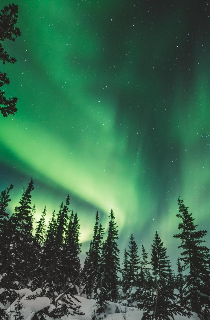 Vibrant green northern lights over a coniferous forest during the winter, Churchill, Manitoba